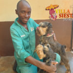 Villa Siesta Pet Retreat - Kingdom