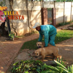 Villa Siesta Pet Retreat - Kingdom