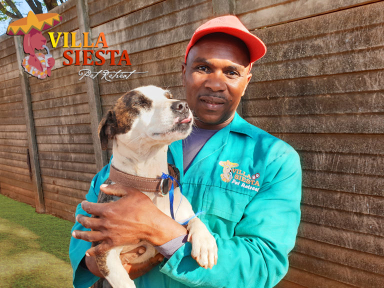 Villa Siesta Pet Retreat - Lucky
